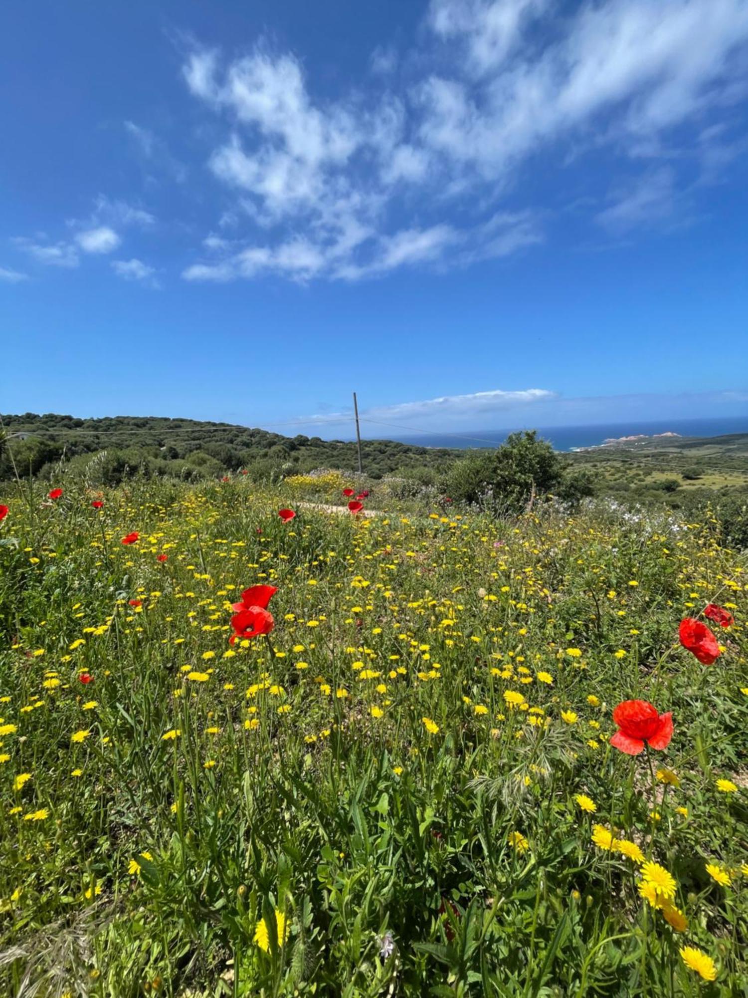 Isola Rossa Appartamenti Paduledda Exteriér fotografie